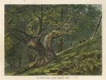 Kent, Coney Hill, Hayes Common, 1875