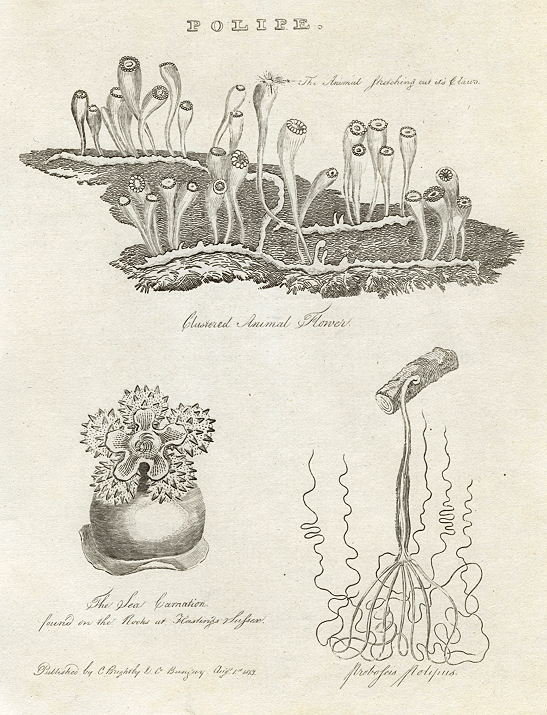 Polyps, 1823