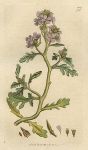 Sea Rocket (Bunias Cakile), Sowerby, 1795