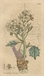 Sea Kale (Crambe maritima), Sowerby, 1801