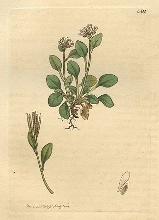 Daisy-leaved Ladies-Smock (Cardamine bellidifolia), Sowerby, 1811