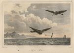 USA, Aigle Pecheur (Eagle), 1837