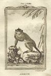 Macaque, Aigrette, after Buffon, 1785