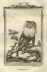 Macaque, Ouanderou, after Buffon, 1785