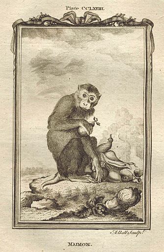 Pig-Tailed Baboon, or Maimon, after Buffon, 1785