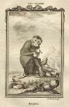 Pig-Tailed Baboon, or Maimon, after Buffon, 1785