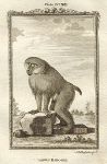 Large Baboon, after Buffon, 1785