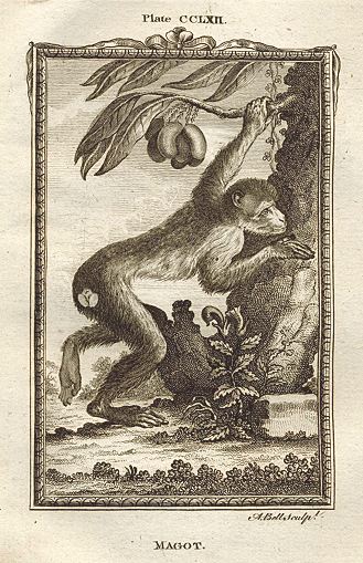 Barbary Ape, or Magot, after Buffon, 1785