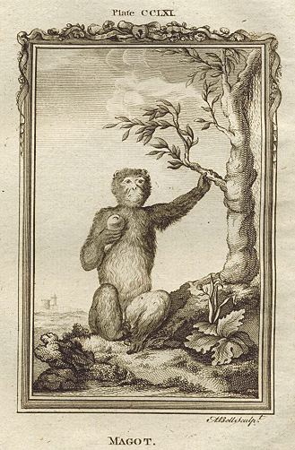 Barbary Ape, or Magot, after Buffon, 1785