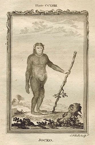 Jocko (Orang-Utan), after Buffon, 1785