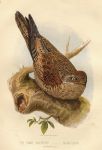 Tawny Goatsucker - Nyctibius grandis, 1875