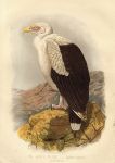 Angola Vulture - Gyphierax Angolensis, 1875