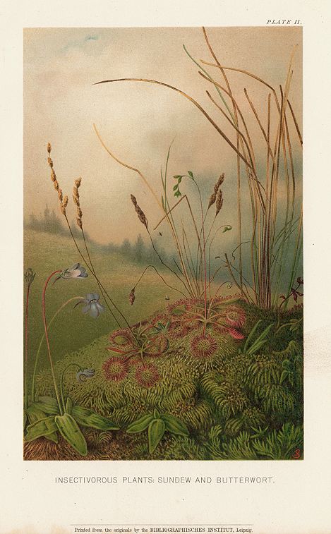 Insectivorous Plants: Sundew and Butterwort, 1896