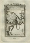 Mona monkey, after Buffon, 1785