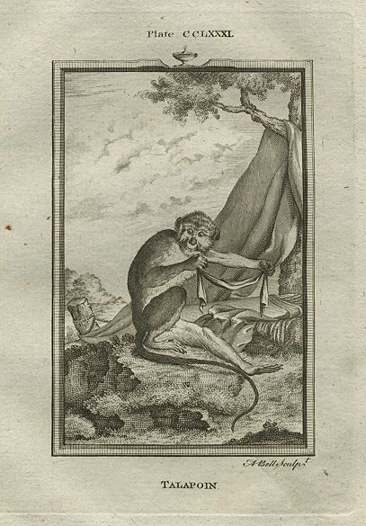 Talapoin monkey, after Buffon, 1785