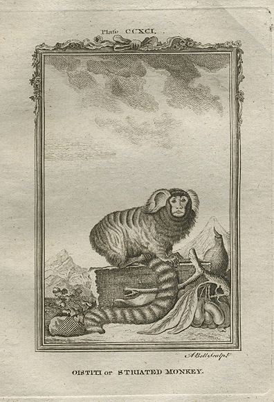 Oistiti or Striated Monkey, after Buffon, 1785