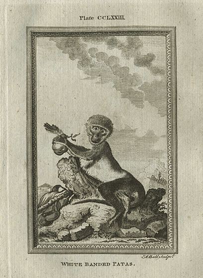 White Banded Patas Monkey, after Buffon, 1785