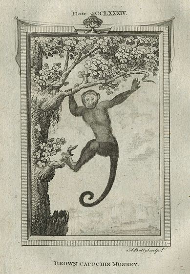 Brown Capuchin Monkey, after Buffon, 1785