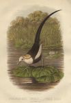Hydrophasianus Sinensis - Chinese Jacana, 1875
