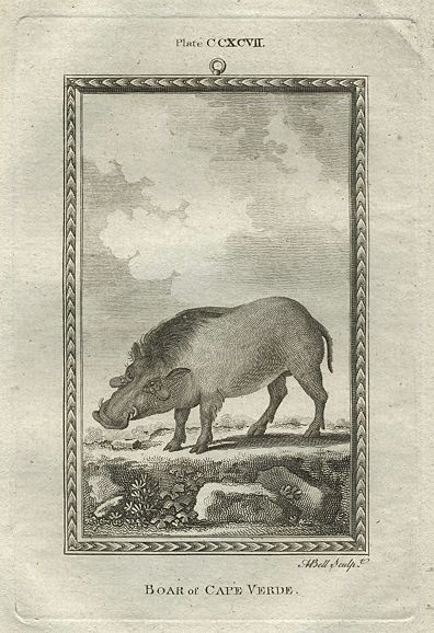 Boar of Cape Verde, after Buffon, 1785