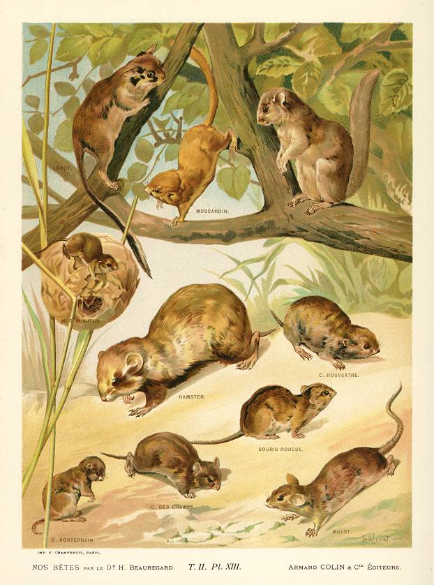 Hamster, mouse etc., 1896