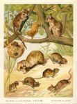 Hamster, mouse etc., 1896