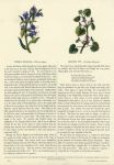 Viper's Bugloss & Ground Ivy, 1853