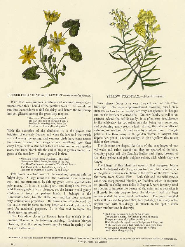 Lesser Celandine & Yellow Toadflax, 1853