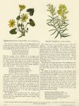 Lesser Celandine & Yellow Toadflax, 1853