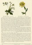 Red-Berried Bryony & Corn Marigold, 1853
