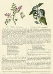 Common Fumitory & White Dead Nettle, 1853