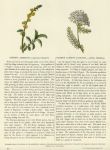Common Agrimony & Common Yarrow, 1853