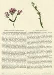Common Centaury & Fly Orchis, 1853
