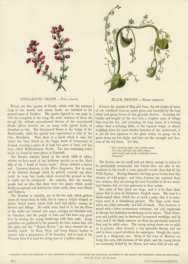 Fine-Leaved Heath & Black Bryony, 1853