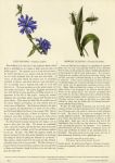 Blue Succory & Ribwort Plantain, 1853