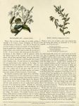 Travellers Joy & Knot Grass, 1853