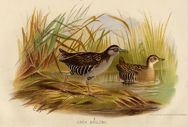 Crex Baillonii, 1890