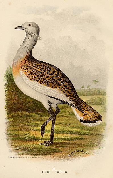 Otis Tarda (Great Bustard), 1890