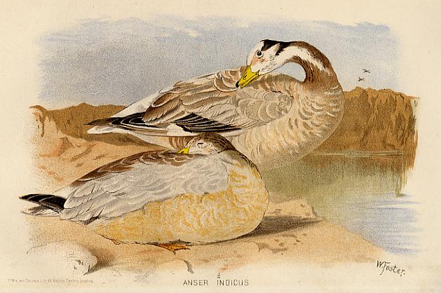 Bar Headed Geese, 1890