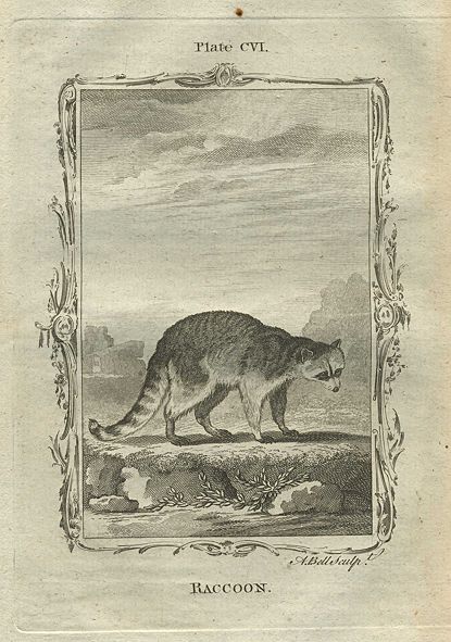 Raccoon, after Buffon, 1785