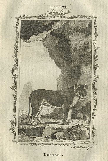 Lioness, after Buffon, 1785