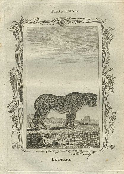 Leopard, after Buffon, 1785