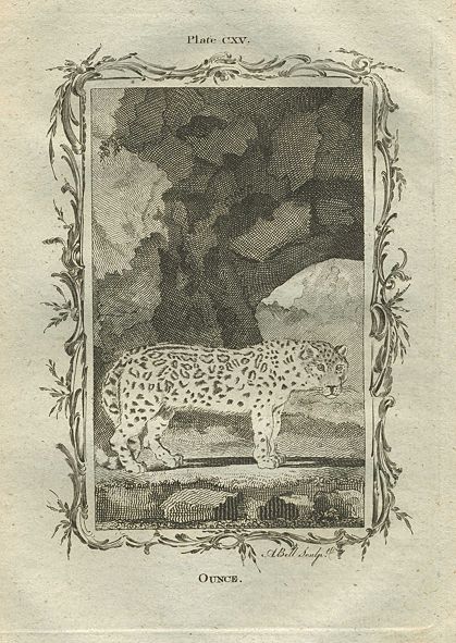 Ounce (European Lynx), after Buffon, 1785