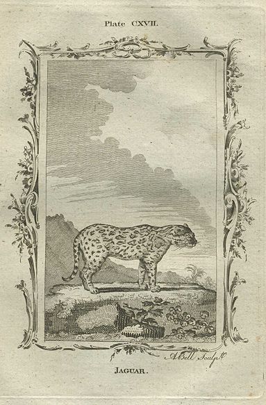 Jaguar, after Buffon, 1785