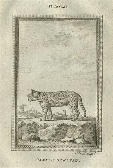 Jaguar of New Spain, after Buffon, 1785