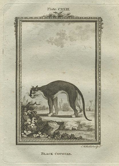Black Cougar, after Buffon, 1785