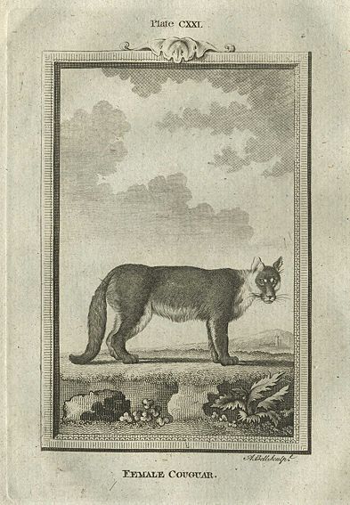 Female Cougar, after Buffon, 1785