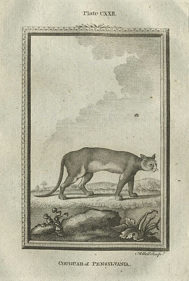 Cougar of Pennsylvania, after Buffon, 1785