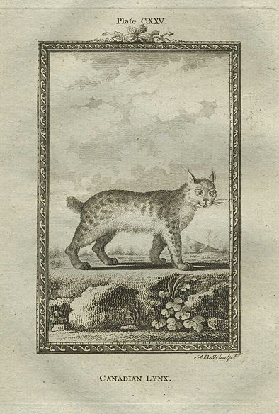 Canadian Lynx, after Buffon, 1785