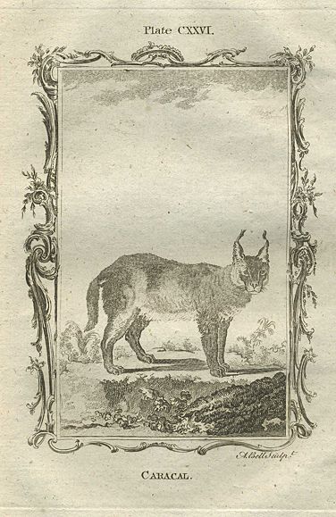 Caracal, after Buffon, 1785